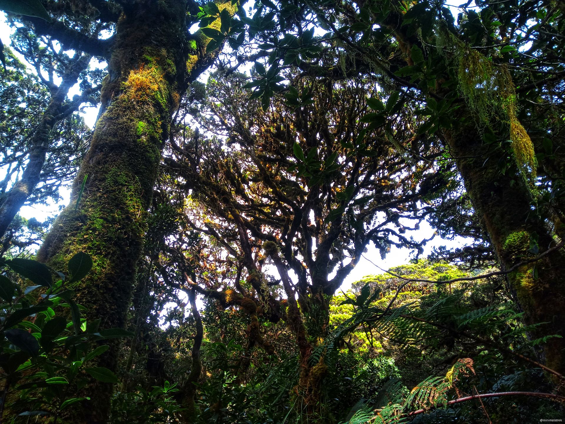 towering trees draped in vibrant moss and ferns