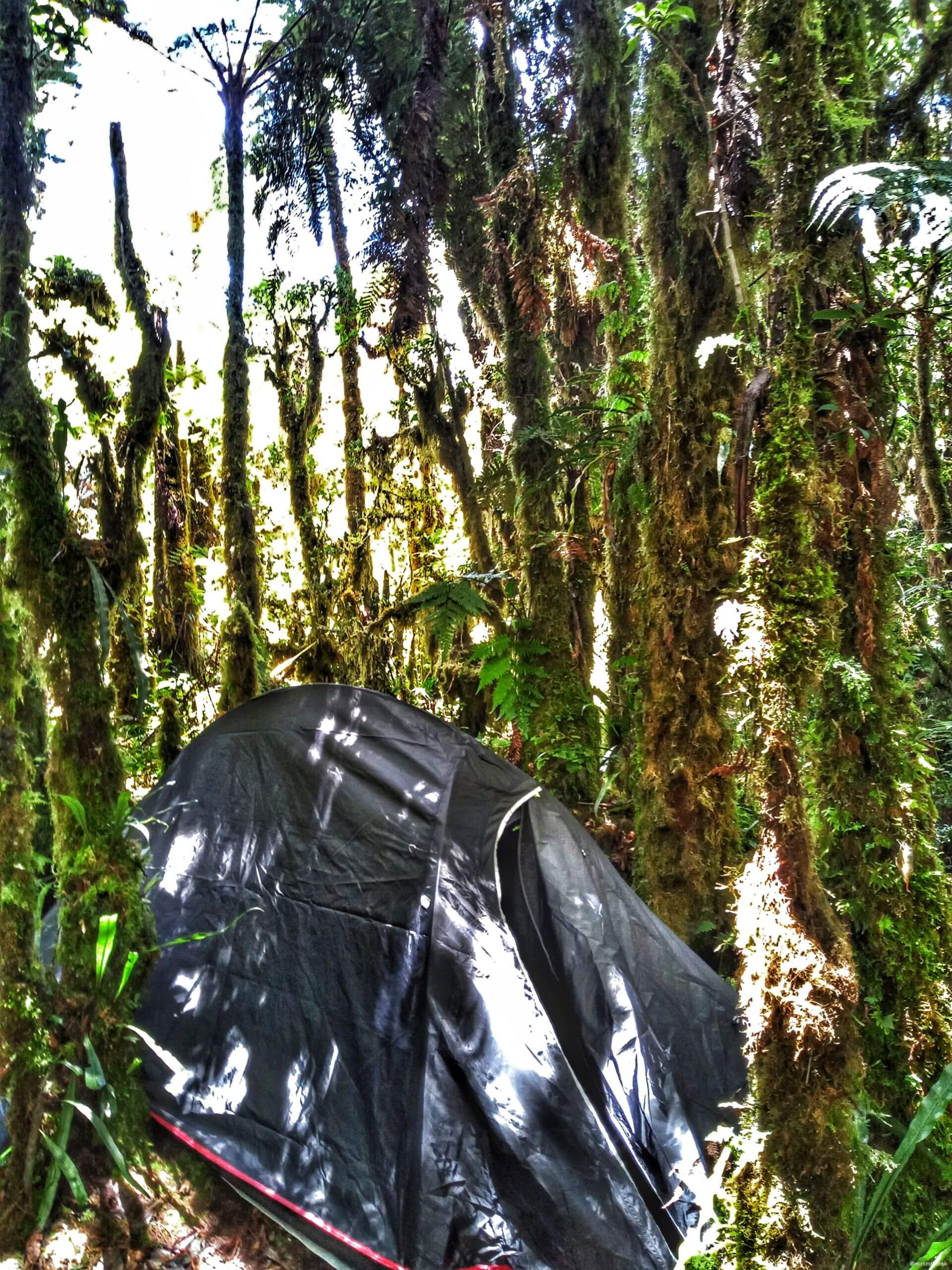 A cozy tent tucked away in the lush, moss-covered forest of Mt. Kalatungan.