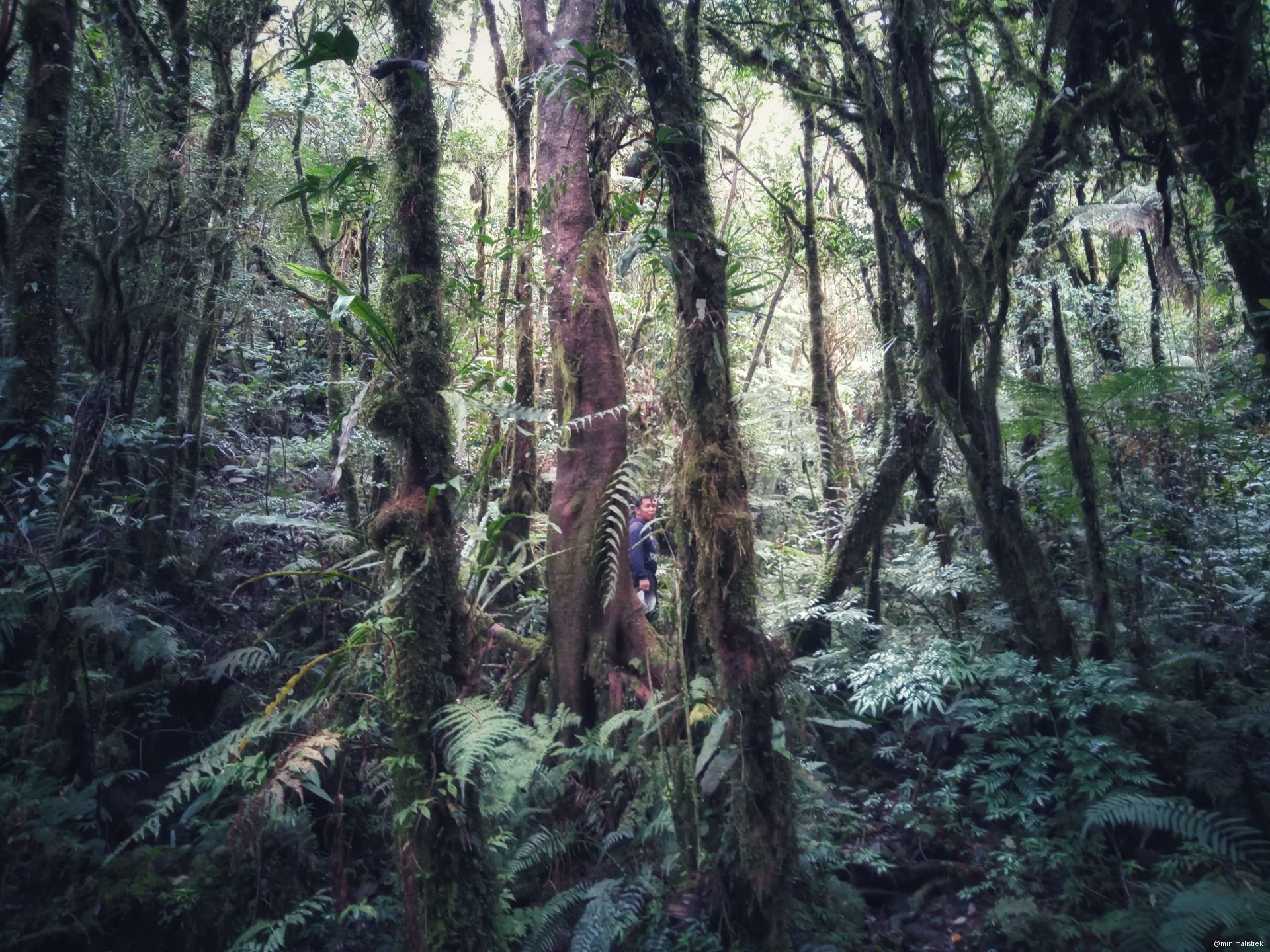 Lush, mossy rainforest on Mt. Malindang