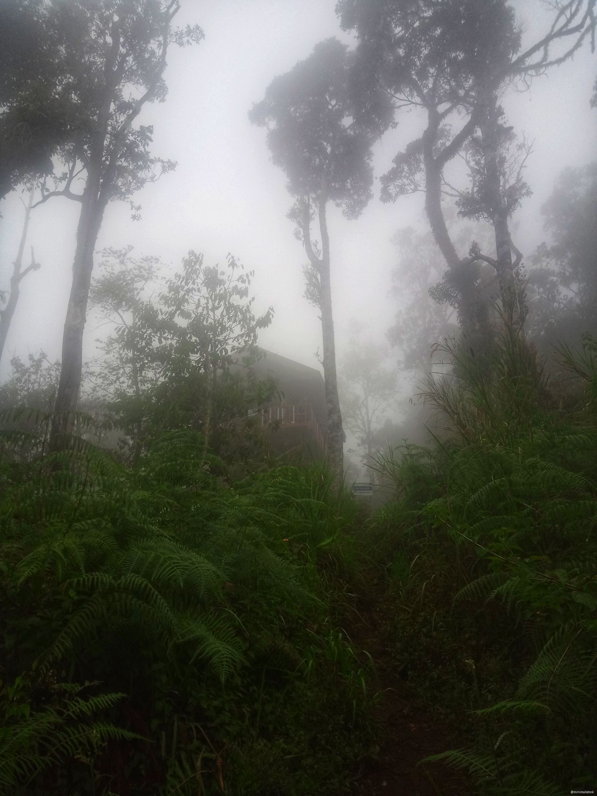 Hiking through Mt. Kalatungan's trails