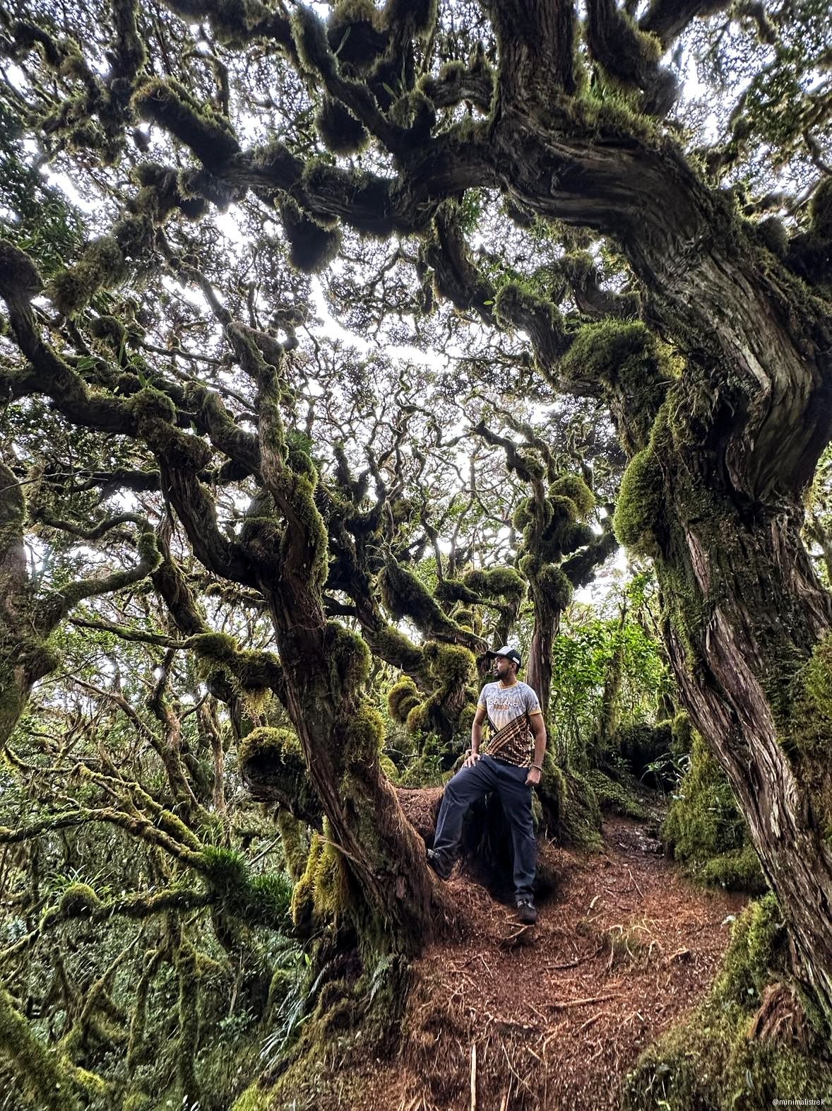  moss-covered trees in the heart of the Mt. Dulang-Dulang forest