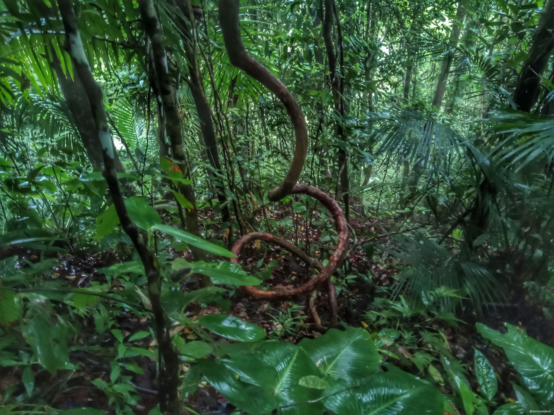 green plants and twisted vines 